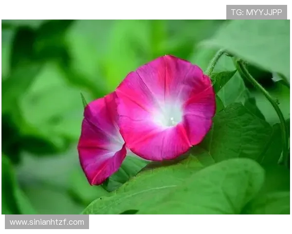 鑾浄鎵樼垎鏂欐垚鐪燂細椹惃鎷夋寮忓洖褰掔綏椹帉鑸典綋鑲叉€荤洃